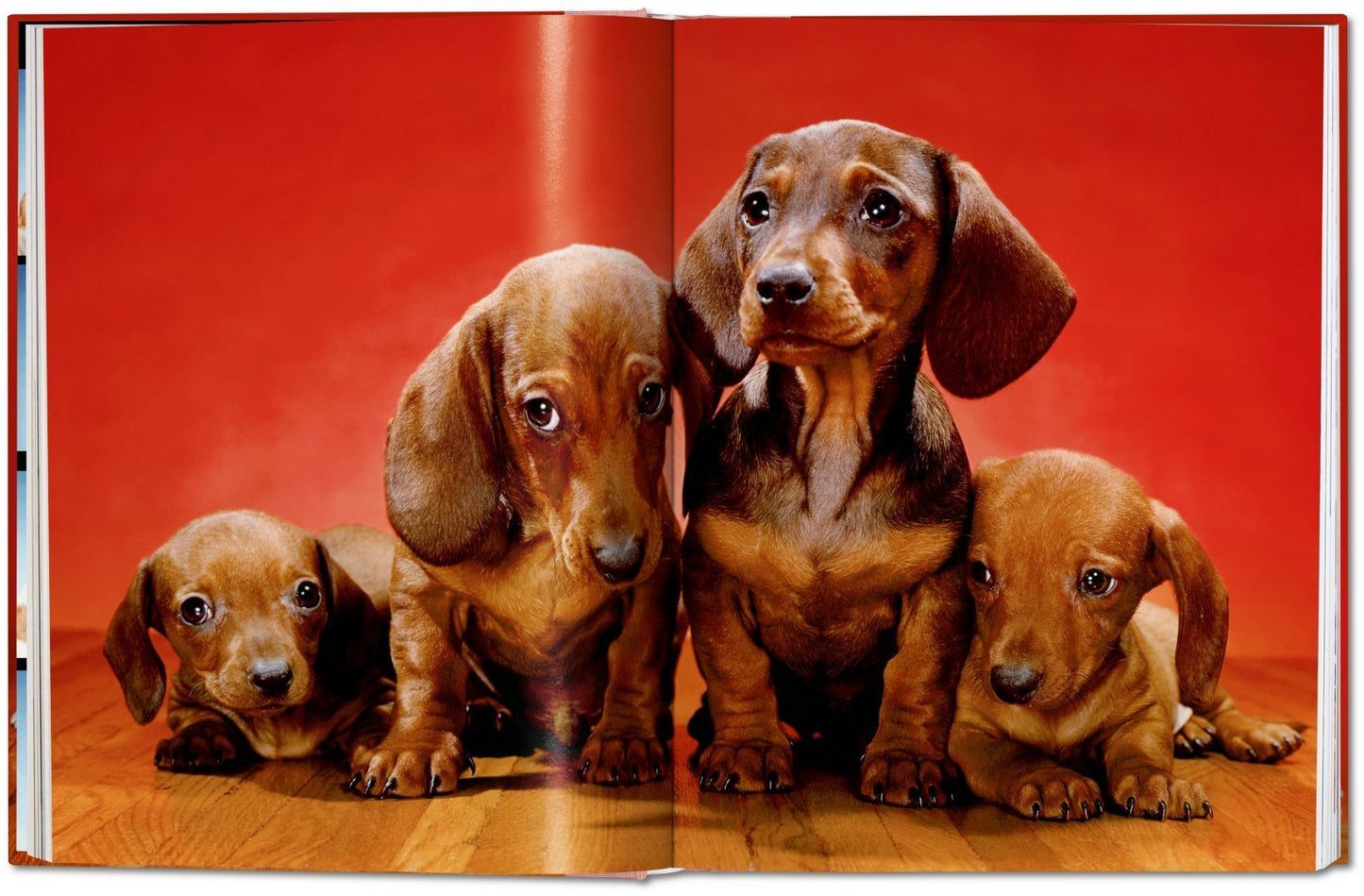 Walter Chandoha. Dogs. Photographs 1941–1991 DEIMOTIV