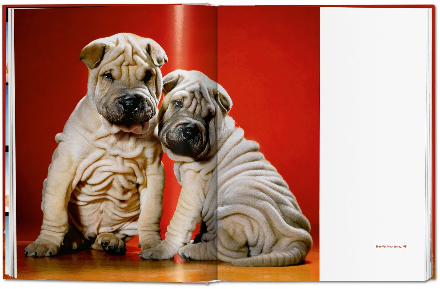 Walter Chandoha. Dogs. Photographs 1941–1991 DEIMOTIV