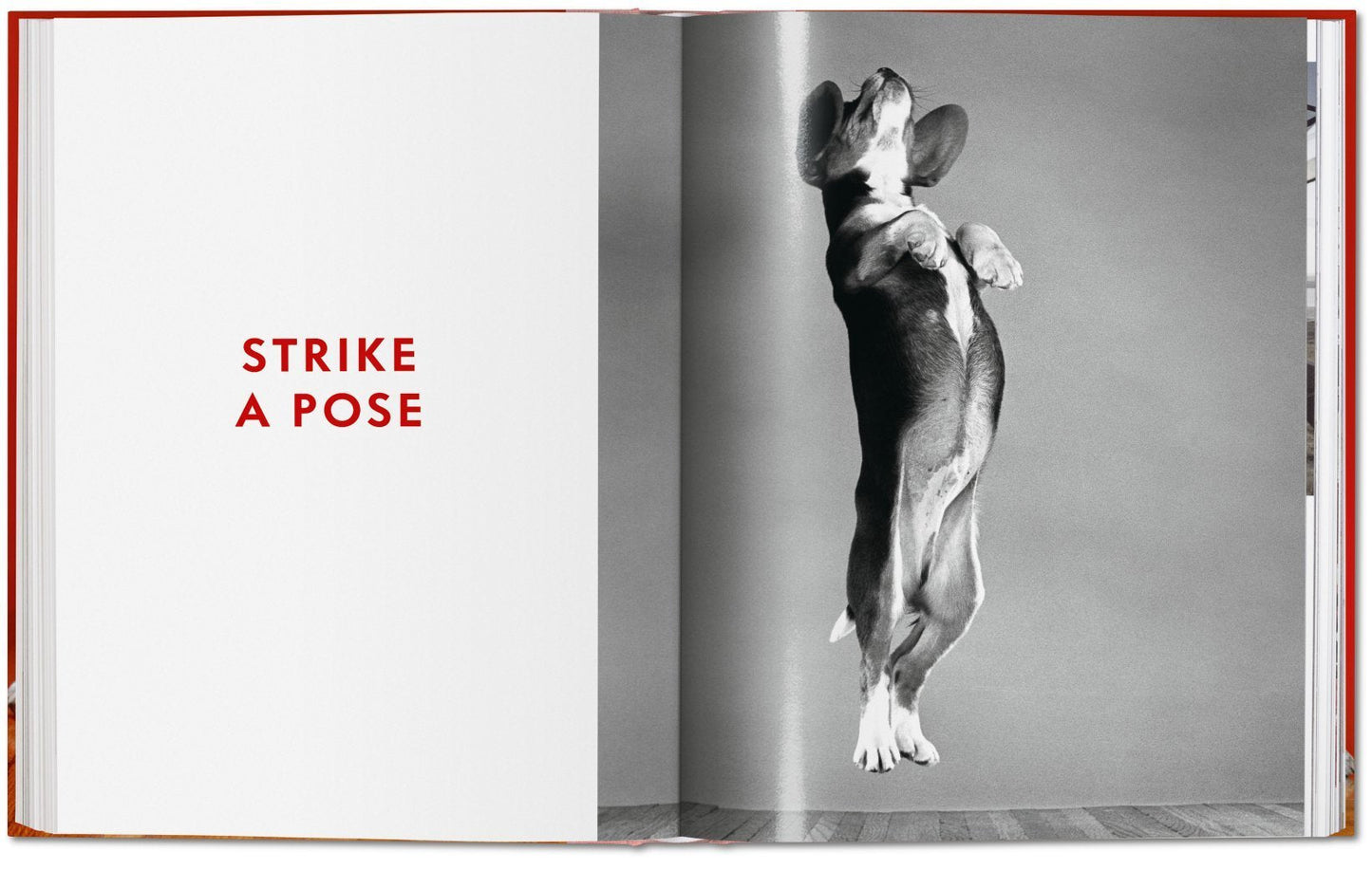 Walter Chandoha. Dogs. Photographs 1941–1991 DEIMOTIV