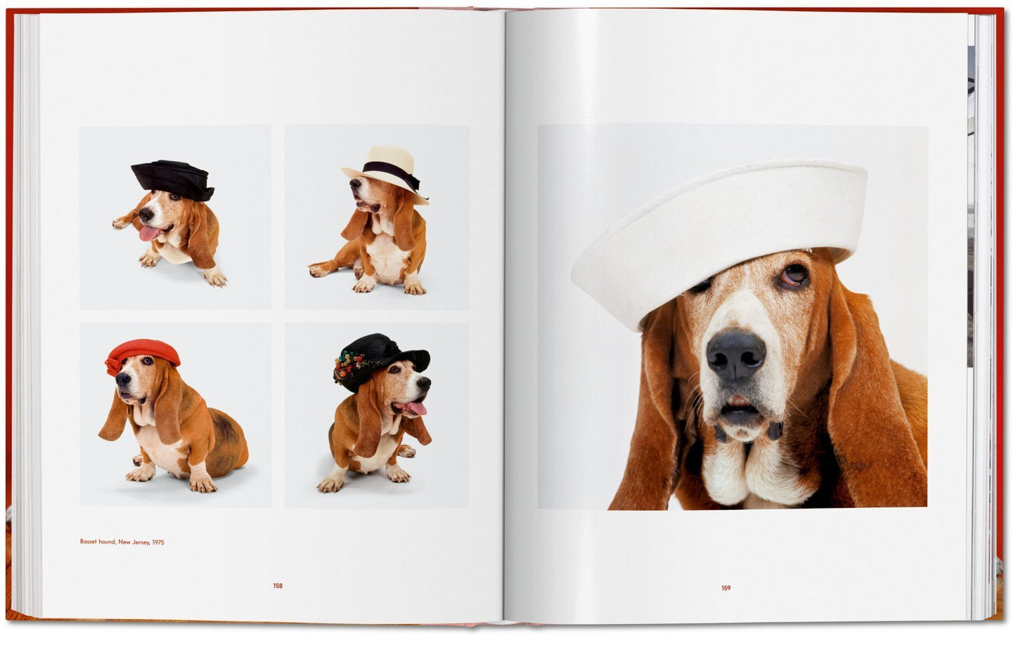 Walter Chandoha. Dogs. Photographs 1941–1991 DEIMOTIV