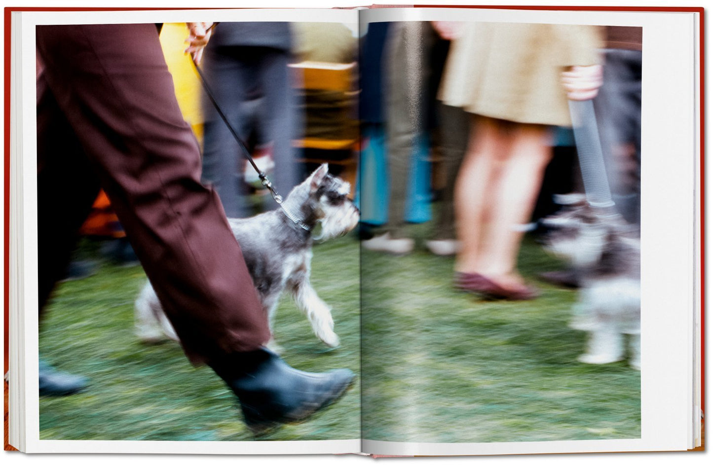 Walter Chandoha. Dogs. Photographs 1941–1991 DEIMOTIV