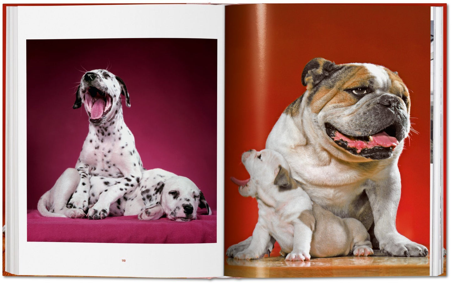 Walter Chandoha. Dogs. Photographs 1941–1991 DEIMOTIV