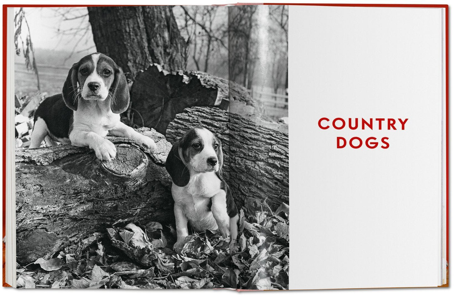 Walter Chandoha. Dogs. Photographs 1941–1991 DEIMOTIV
