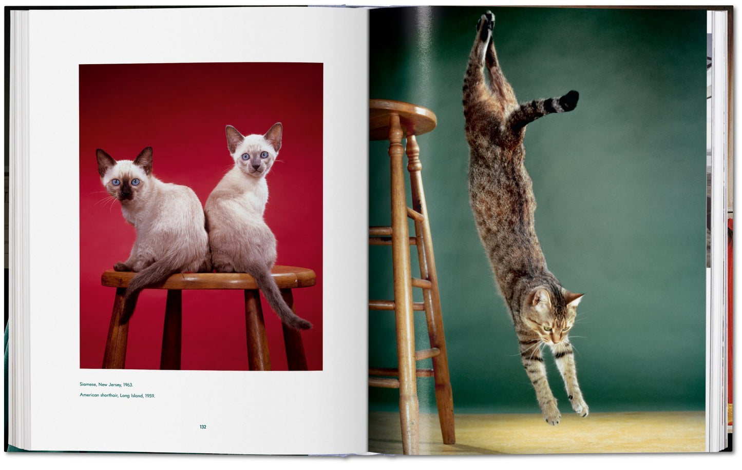 Walter Chandoha. Cats. Photographs 1942–2018 DEIMOTIV
