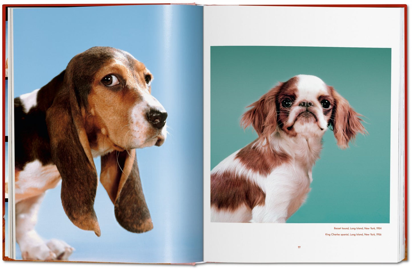 Walter Chandoha. Dogs. Photographs 1941–1991 DEIMOTIV