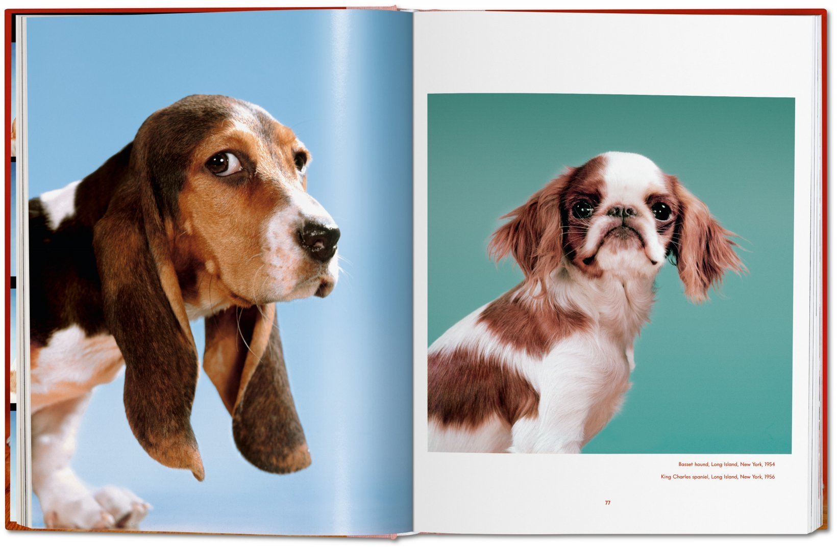 Walter Chandoha. Dogs. Photographs 1941–1991 DEIMOTIV